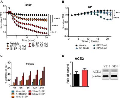 HSP90 Inhibitors Modulate SARS-CoV-2 Spike Protein Subunit 1-Induced Human Pulmonary Microvascular Endothelial Activation and Barrier Dysfunction